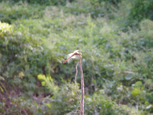 d0045295_1123994.jpg