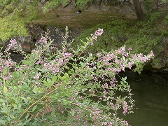 c0076204_15281130.jpg