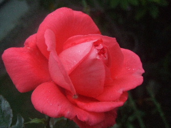 f0041606_1830029.jpg