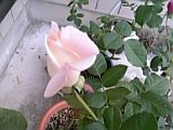 e0098908_20473818.jpg