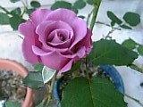 e0098908_20475529.jpg