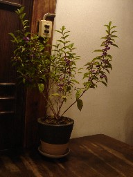 e0090714_2124378.jpg
