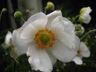 c0040218_20239.jpg