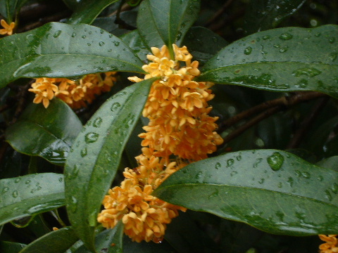 d0075131_202283.jpg