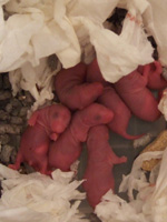 c0005835_21444387.jpg