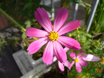 c0069048_6252511.jpg