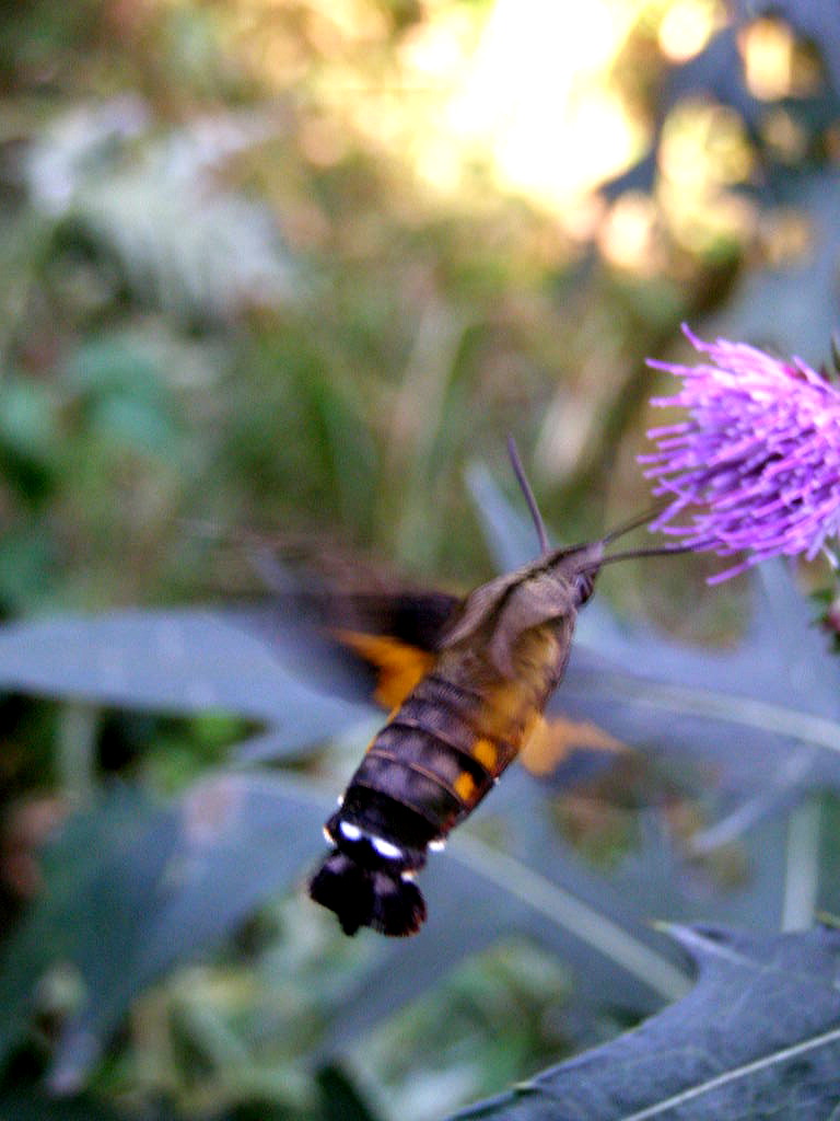 e0064158_059187.jpg
