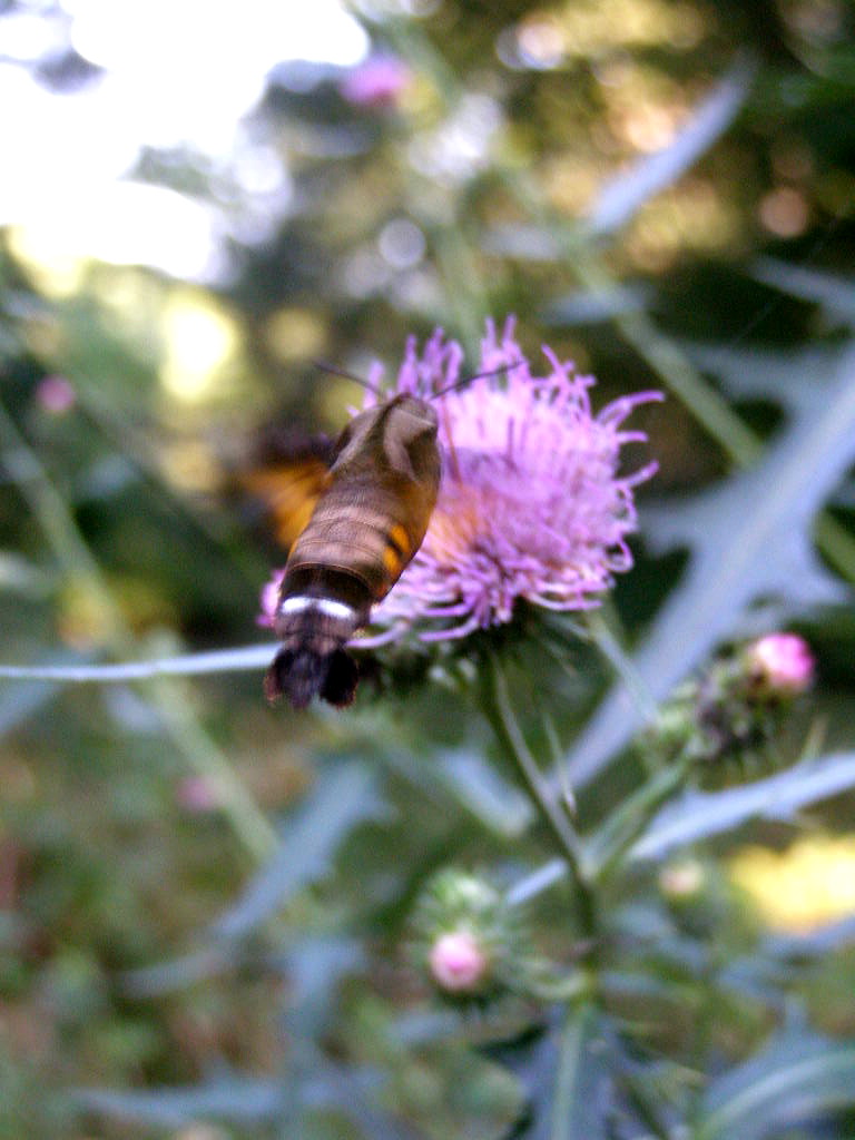e0064158_0593327.jpg