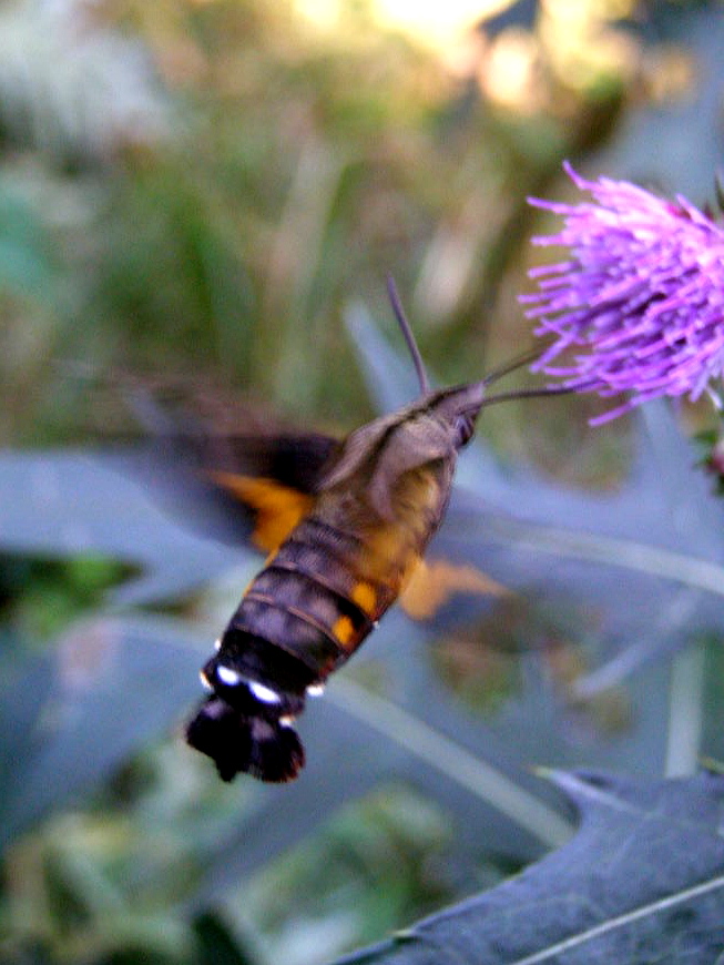e0064158_112344.jpg