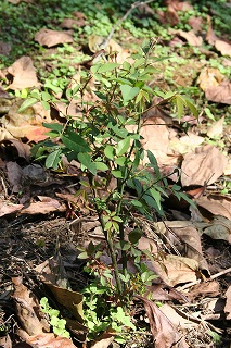 e0024385_10302180.jpg