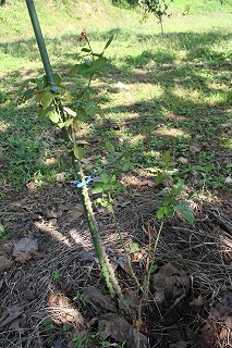 e0024385_10322934.jpg
