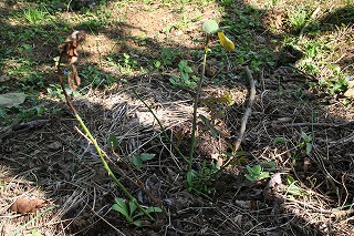 e0024385_1032519.jpg