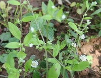 e0024385_1140120.jpg