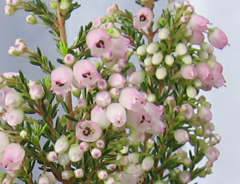 a0047200_21364554.jpg