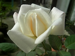 e0098908_21523972.jpg