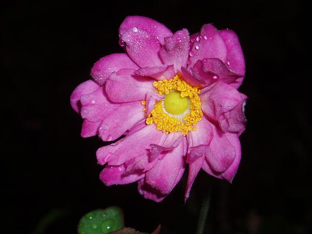 c0086014_734313.jpg