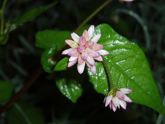 c0086014_752983.jpg