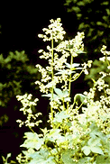 b0080718_17274781.gif