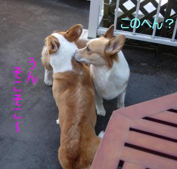 d0081541_039369.jpg