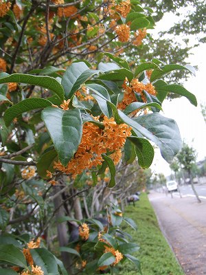 f0068649_19542562.jpg