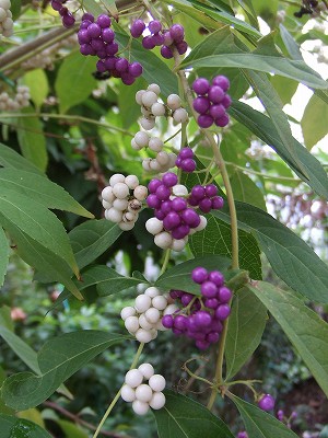 f0068649_19581941.jpg
