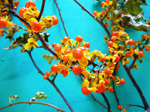 f0029393_82676.jpg