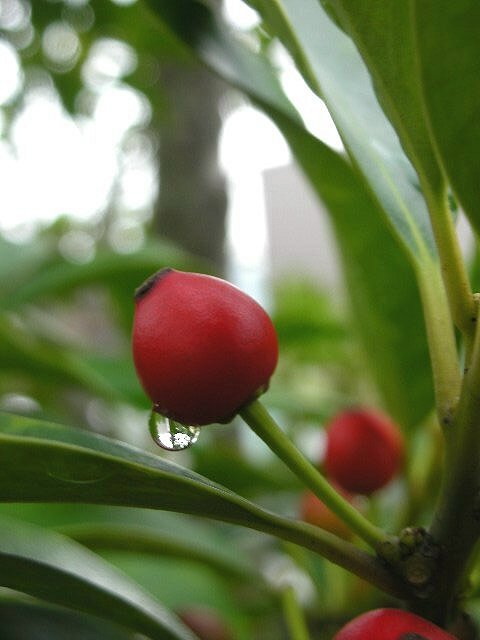 f0083400_12245675.jpg