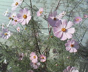 b0044726_914482.jpg