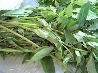 f0083726_16283658.jpg