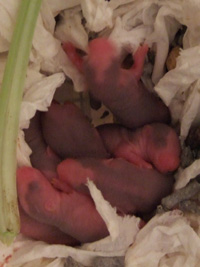 c0005835_225272.jpg