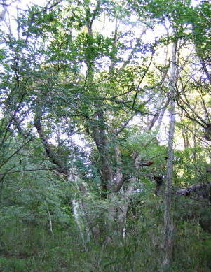 e0049740_1741670.jpg