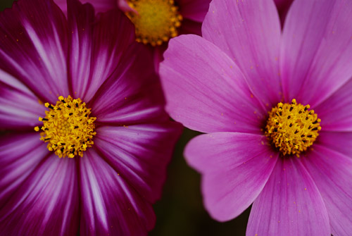 a0003746_1748135.jpg