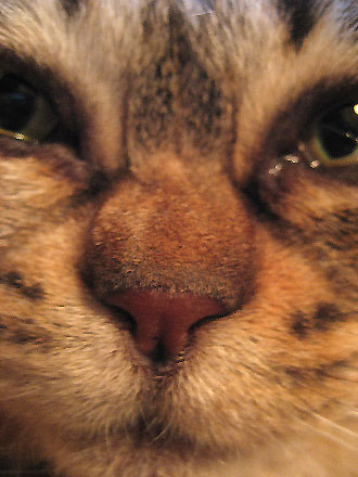 c0003752_0524228.jpg