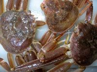 d0050871_18442460.jpg