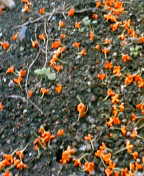 c0026178_179303.jpg