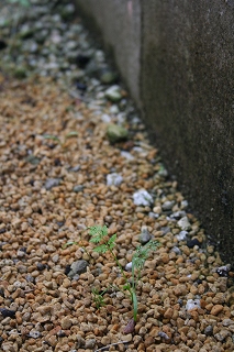 e0024385_10281154.jpg