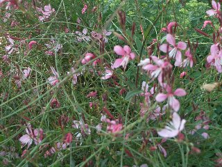 b0061107_11271441.jpg