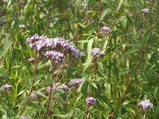 b0061107_11321318.jpg