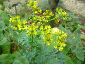 e0046112_7132270.jpg