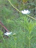 a0043326_21445897.jpg