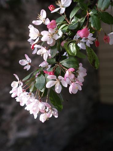 e0102937_11131382.jpg