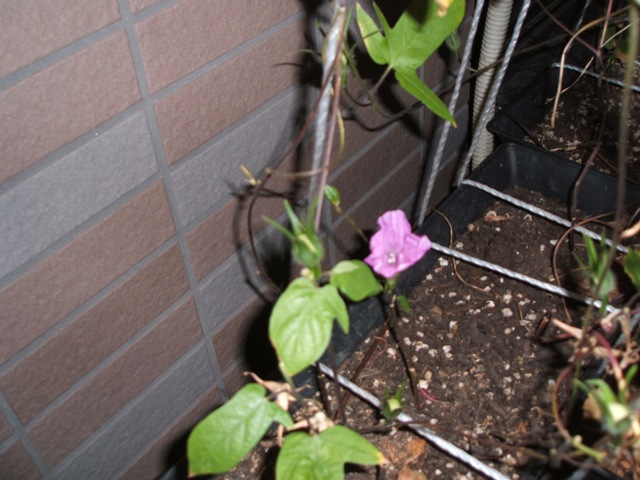 d0004574_23511523.jpg