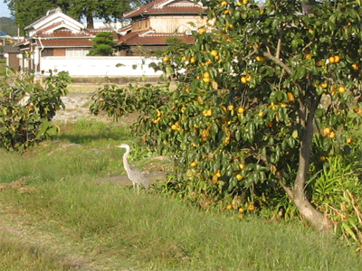 b0108100_19403569.gif