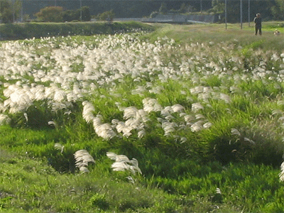 b0108100_1940681.gif