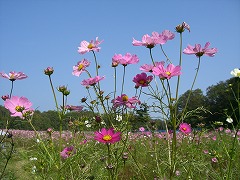 c0076204_174832.jpg