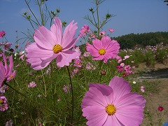 c0076204_178564.jpg