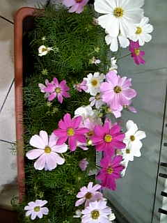 a0088306_19553430.jpg