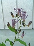 e0098908_2065421.jpg
