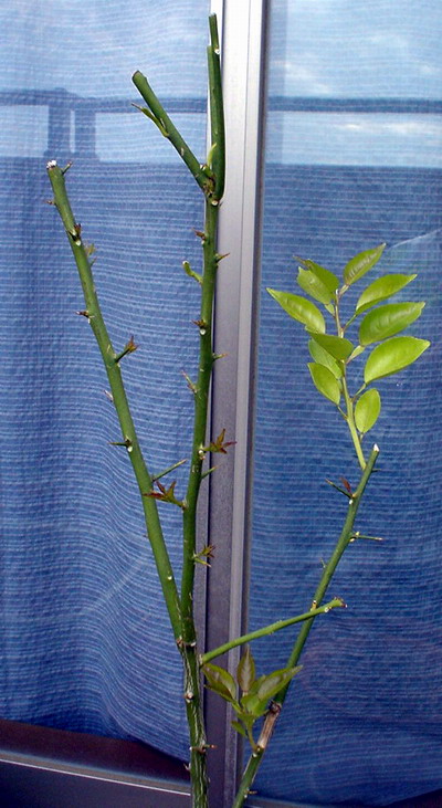 a0043512_142340.jpg