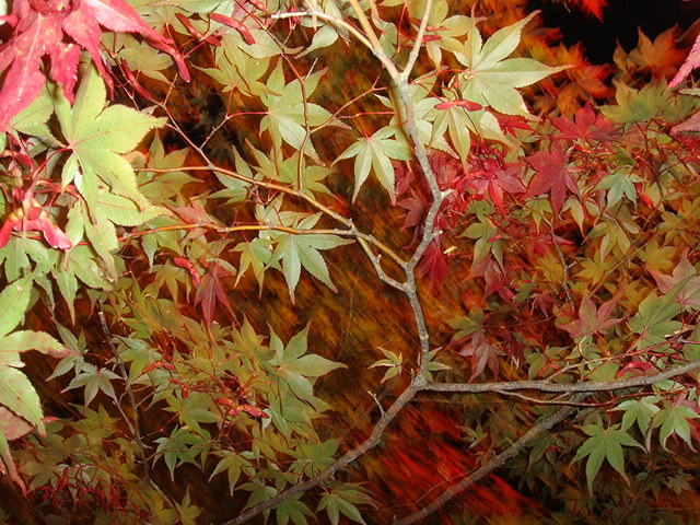 f0034729_2135670.jpg